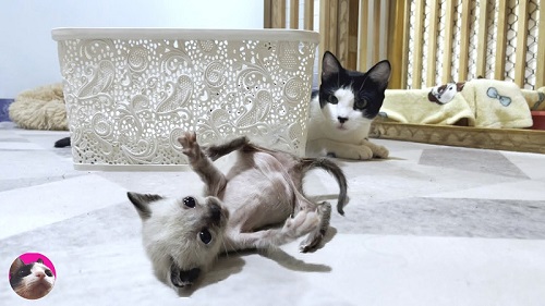 猫