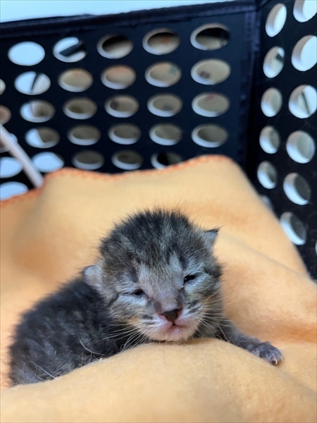 猫のベストショット