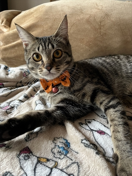 猫のベストショット