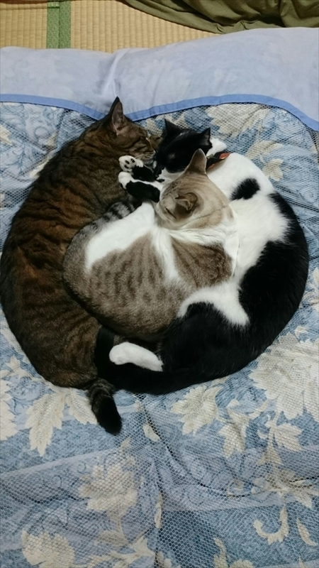 猫のベストショット