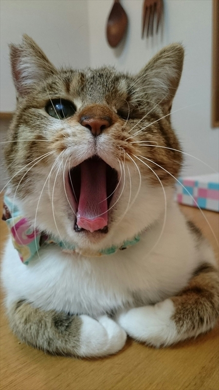 猫のベストショット