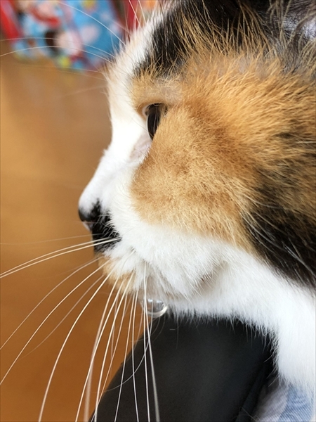 猫のベストショット