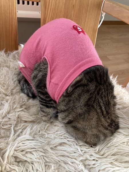 猫のベストショット