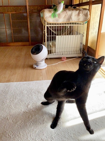 猫のベストショット