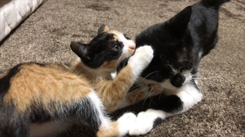 猫のベストショット