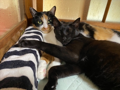 猫のベストショット