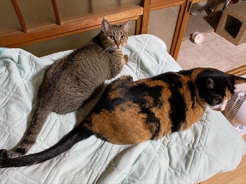 猫のベストショット