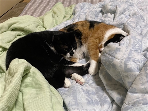 猫のベストショット