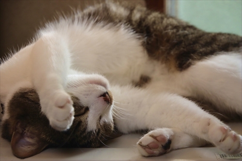 猫のベストショット