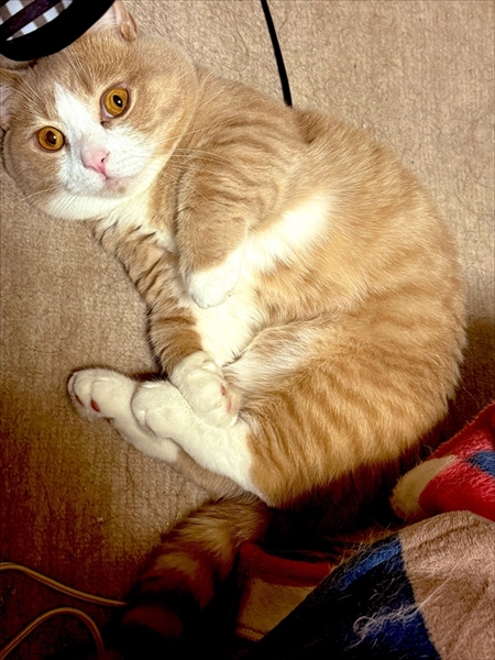 猫のベストショット