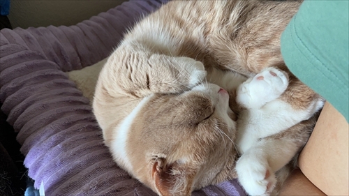 猫のベストショット