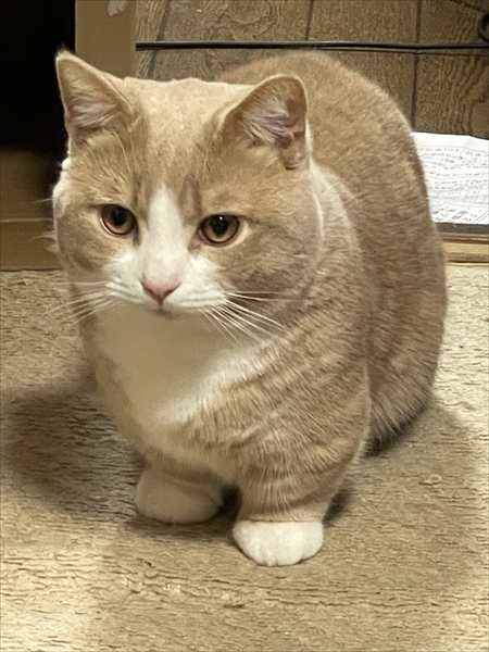 猫のベストショット