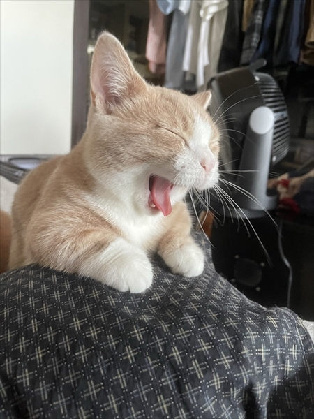 猫のベストショット