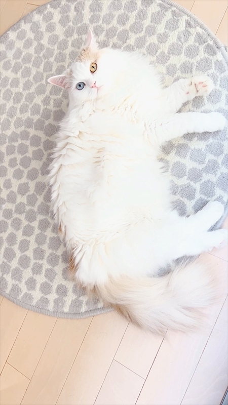 猫のベストショット