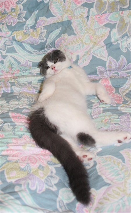 猫のベストショット