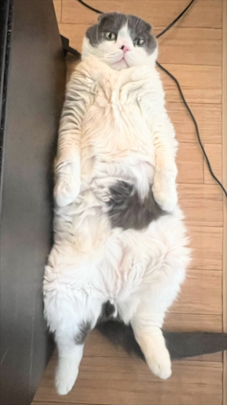 猫のベストショット