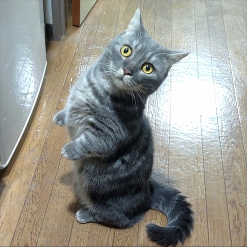 猫のベストショット