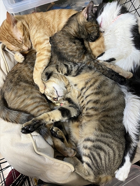 猫のベストショット