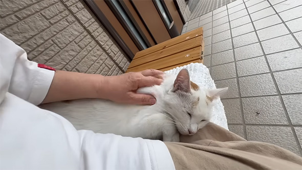 なでられる白い猫