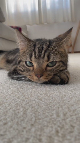 前足にあごを乗せてうとうとしている猫