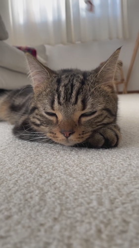 前足にあごを乗せてうとうとしている猫