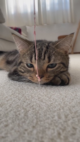 目の前でおもちゃを揺らされても動かない猫