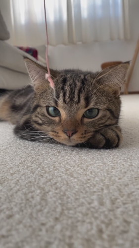 目の前でおもちゃを揺らされても動かない猫
