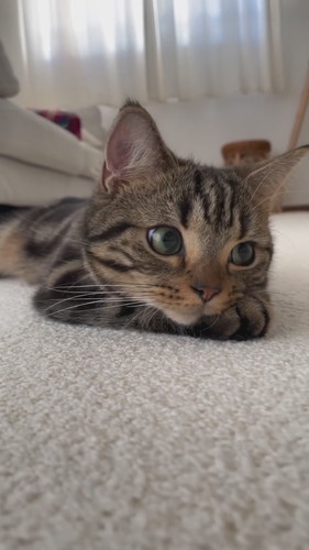 目の前でおもちゃを揺らされても動かない猫