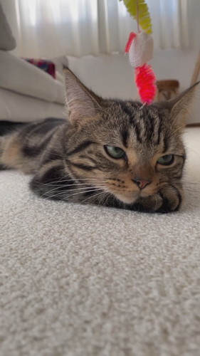 目の前でおもちゃを揺らされても動かない猫