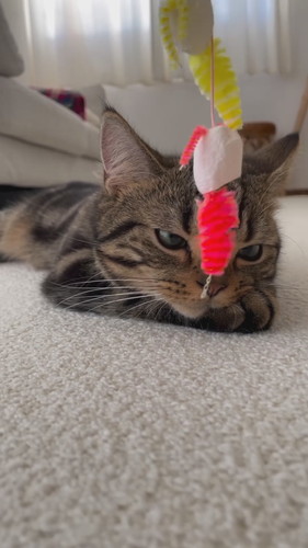 目の前でおもちゃを揺らされても動かない猫