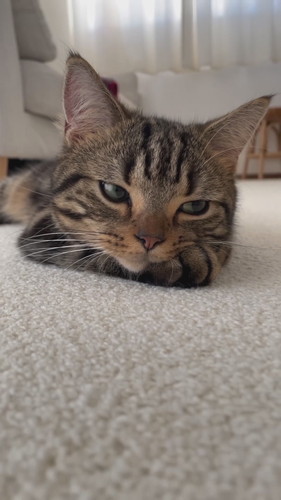 前足にあごを乗せてうとうとしている猫