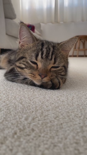 前足にあごを乗せてうとうとしている猫