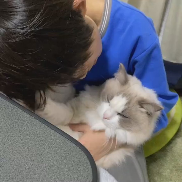 猫吸いしたい男の子と拒否猫ちゃん