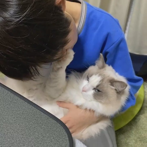 猫吸いしたい男の子と拒否猫ちゃん