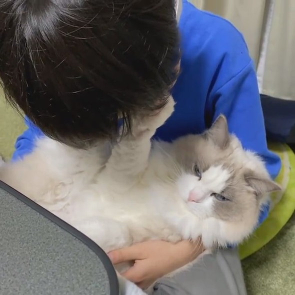 猫吸いしたい男の子と拒否猫ちゃん