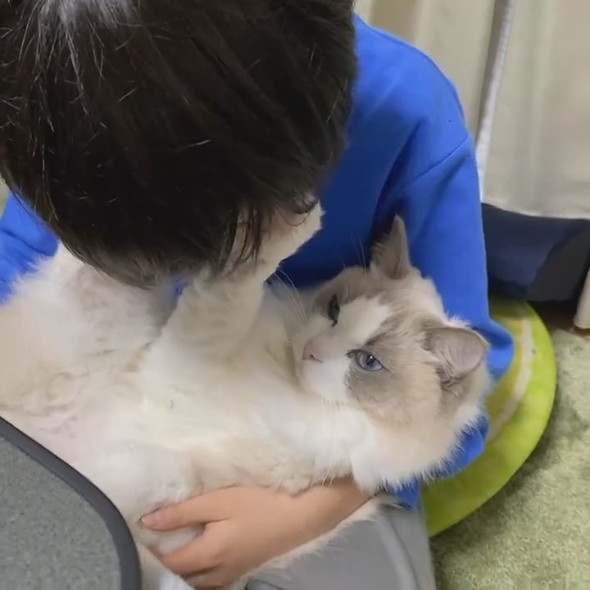 猫吸いしたい男の子と拒否猫ちゃん