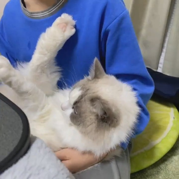 猫吸いしたい男の子と拒否猫ちゃん
