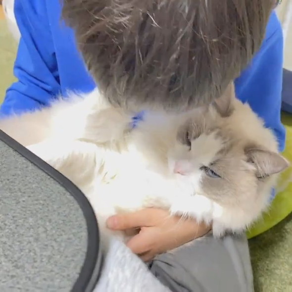 猫吸いしたい男の子と拒否猫ちゃん