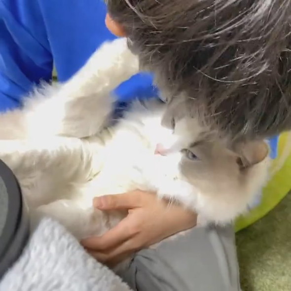 猫吸いしたい男の子と拒否猫ちゃん