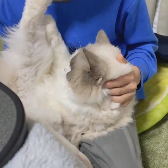 猫吸いしたい男の子と拒否猫ちゃん