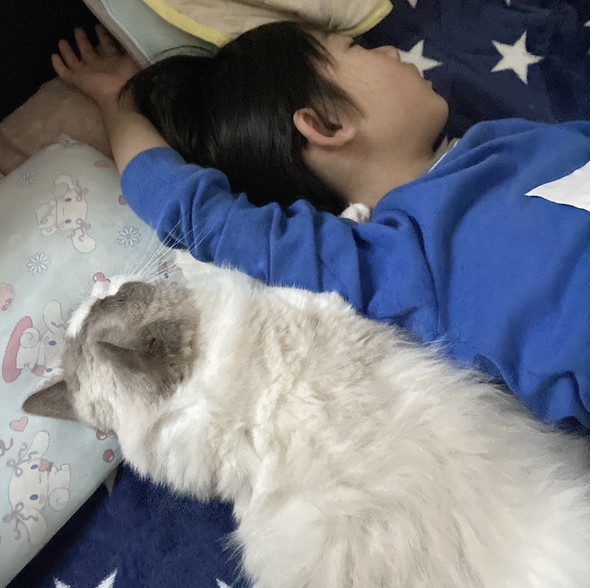 猫ちゃんと男の子が並んで睡眠