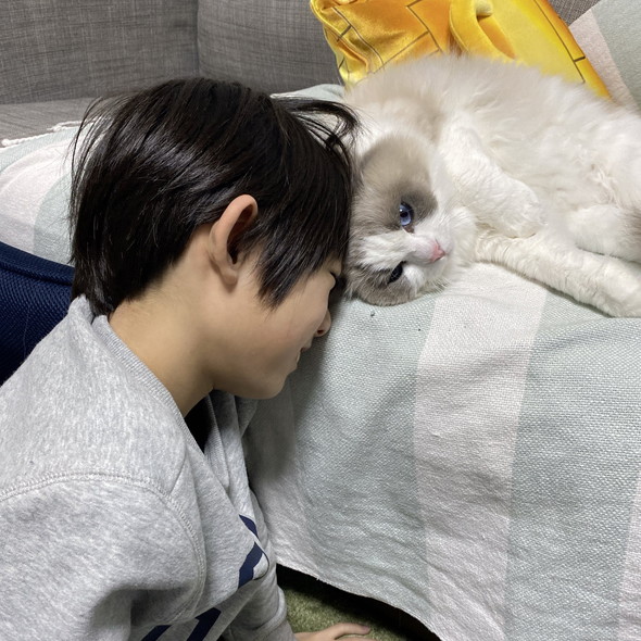 猫ちゃんと男の子がふれあう