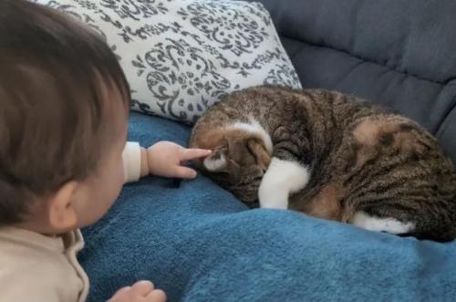 赤ちゃんと猫