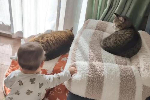 猫が大好きな赤ちゃん