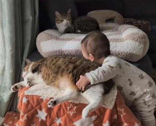 猫が大好きな赤ちゃん