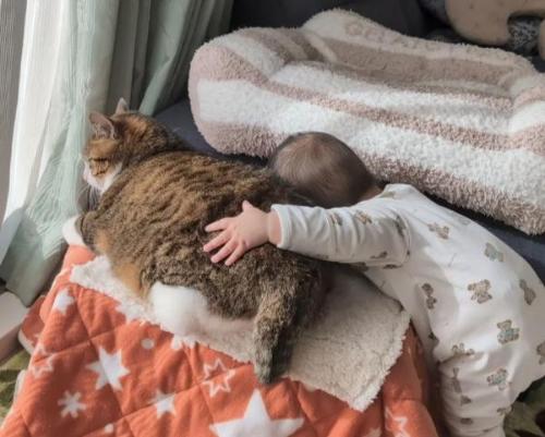 猫が大好きな赤ちゃん