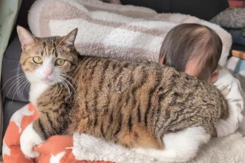 猫が大好きな赤ちゃん