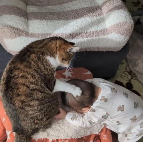 猫が大好きな赤ちゃん