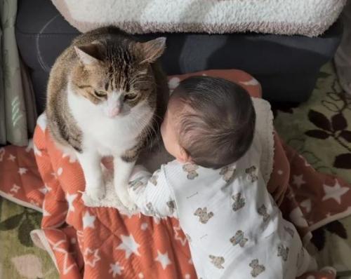 猫が大好きな赤ちゃん