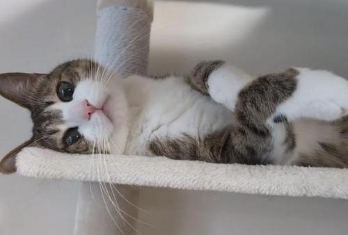 猫が大好きな赤ちゃん